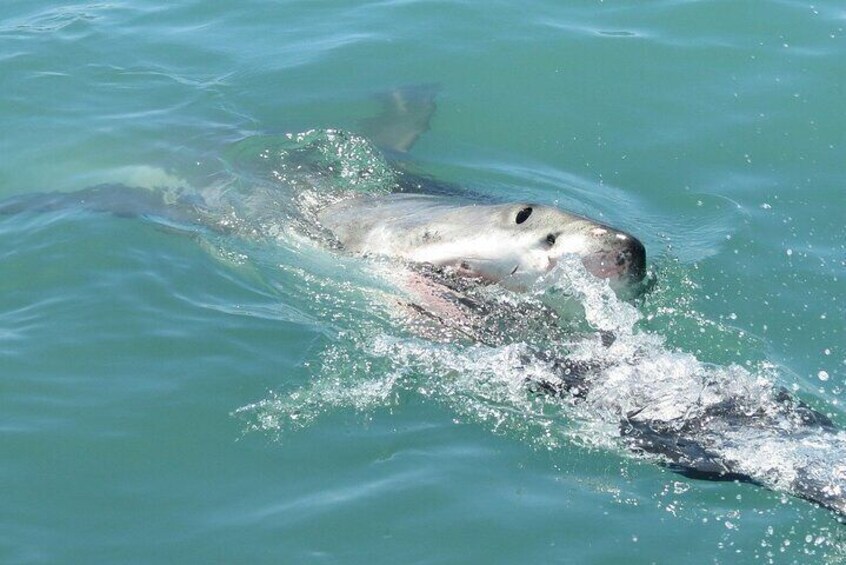 Gansbaai Shark Cage Diving & Penguins Small Group Tour from Cape Town