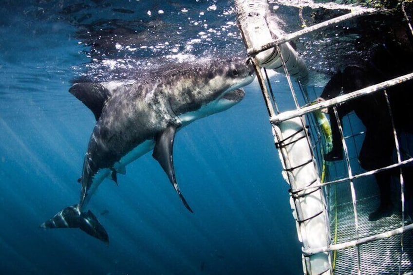Gansbaai Shark Cage Diving & Penguins Small Group Tour from Cape Town