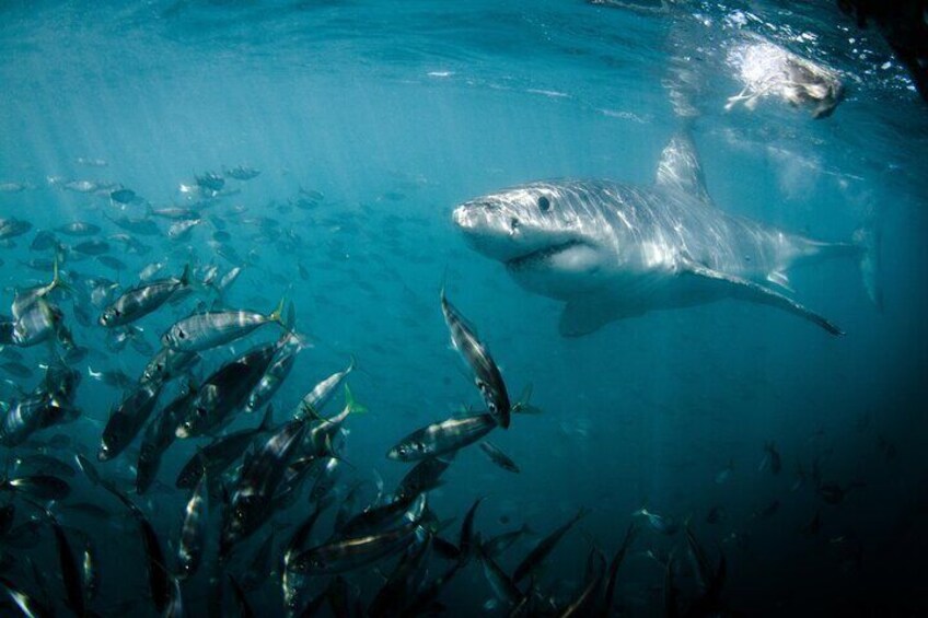 Gansbaai Shark Cage Diving & Penguins Small Group Tour from Cape Town