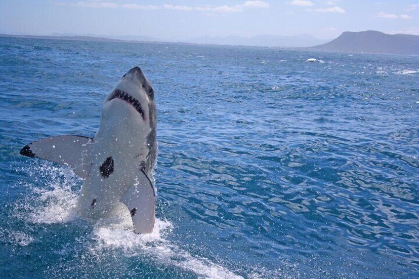 Gansbaai Shark Cage Diving & Penguins Small Group Tour from Cape Town