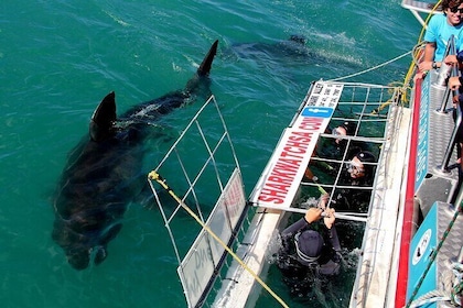 Gansbaai Shark Cage Diving & Penguins Small Group Tour from Cape Town