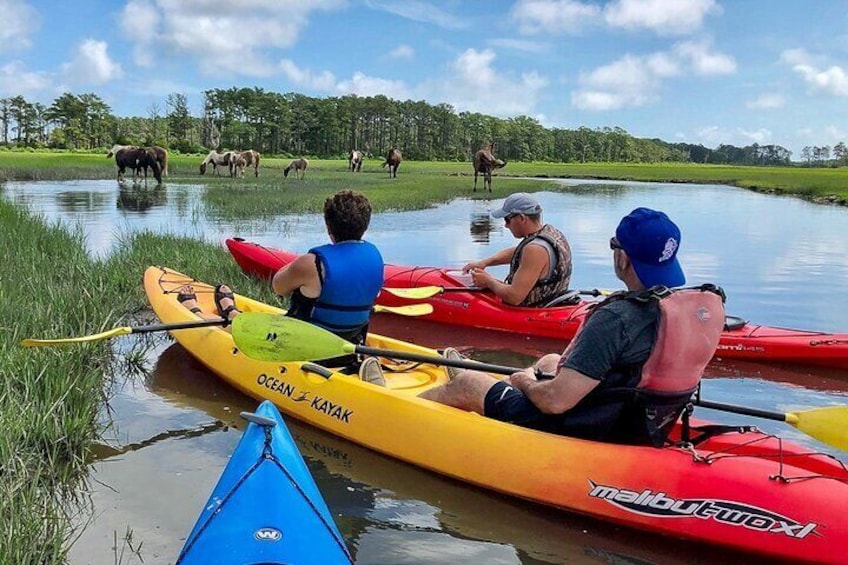 Kayak Tour along Assateague Island to see Wild Ponies and Nature