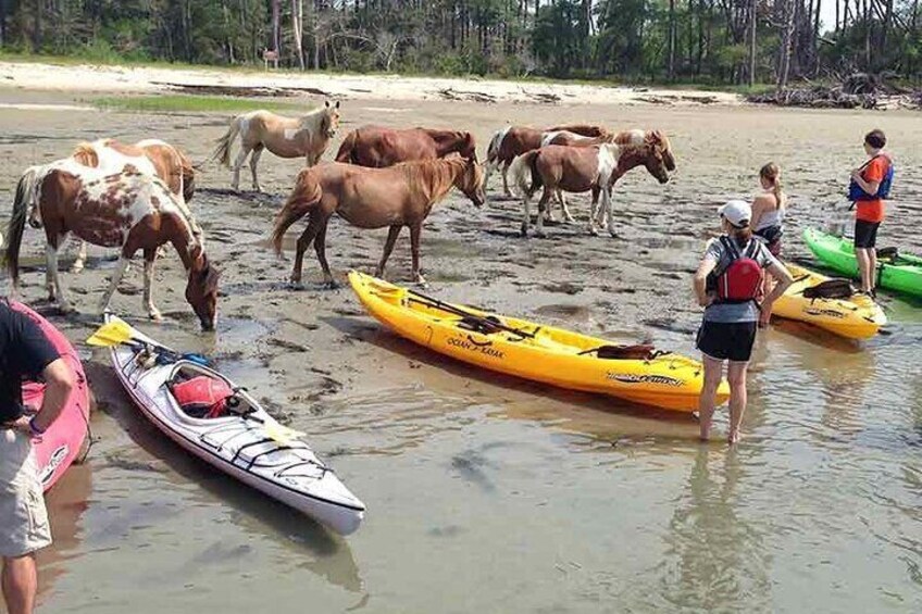 Kayak Tour along Assateague Island to see Wild Ponies and Nature