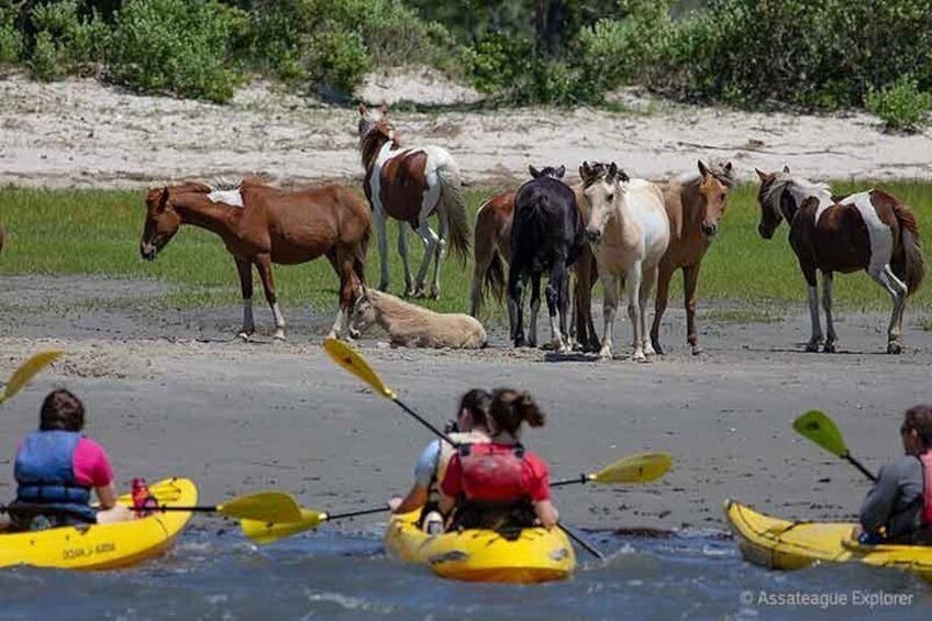 Kayak Tour along Assateague Island to see Wild Ponies and Nature