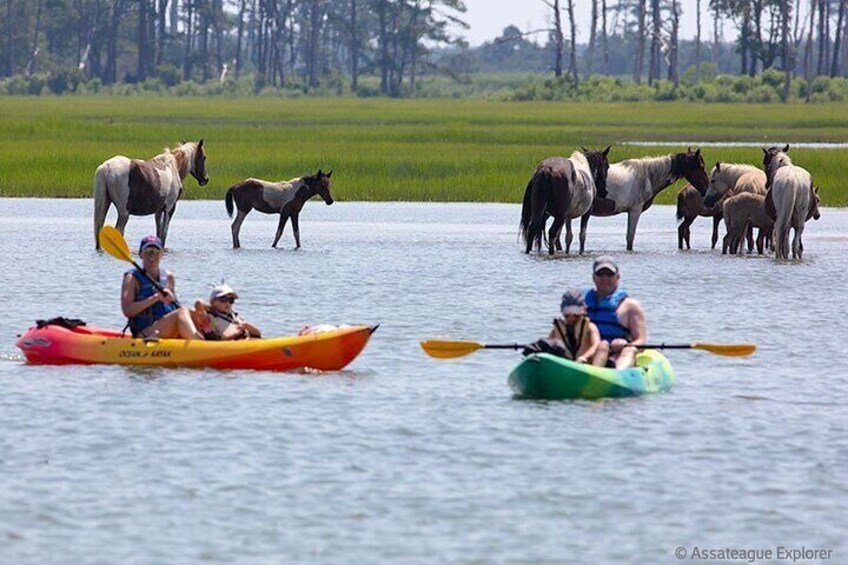 Kayak Tour along Assateague Island to see Wild Ponies and Nature