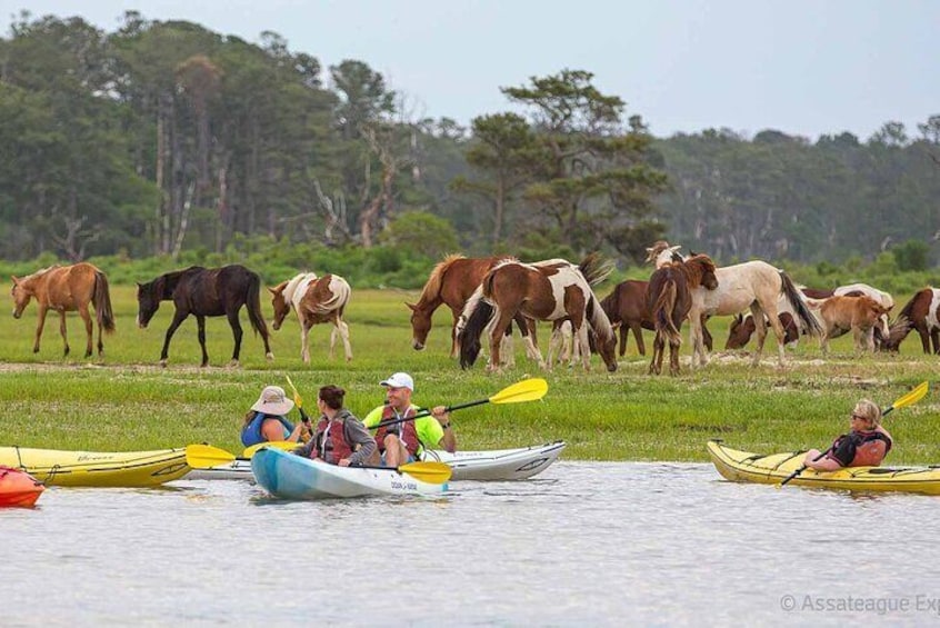 Kayak Tour along Assateague Island to see Wild Ponies and Nature