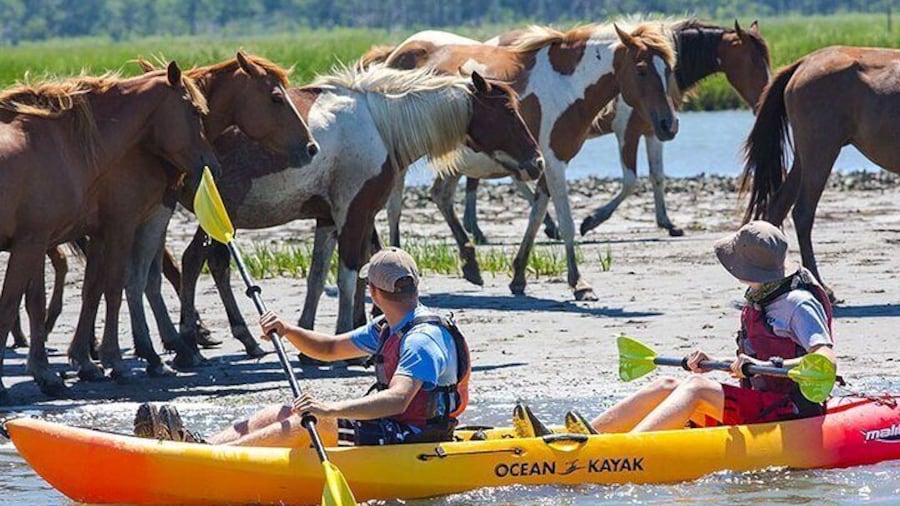 Kayak Tour along Assateague Island to see Wild Ponies and Nature