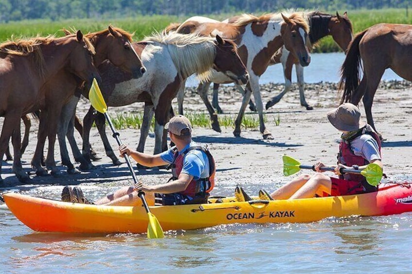 Kayak Tour along Assateague Island to see Wild Ponies and Nature