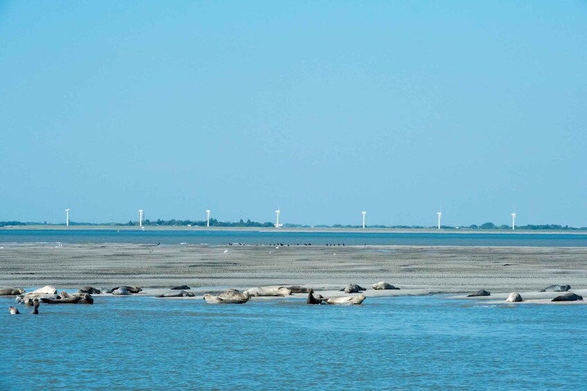 Picture 3 for Activity Cadzand: Seal Discovery Boat Tour with Glass of Champagne