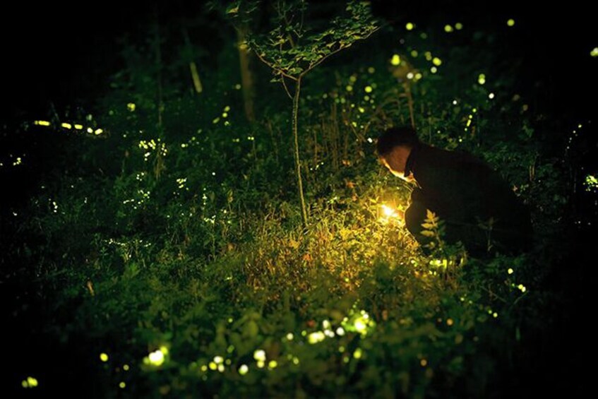 Fireflies Sanctuary Tour in Tlaxcala 