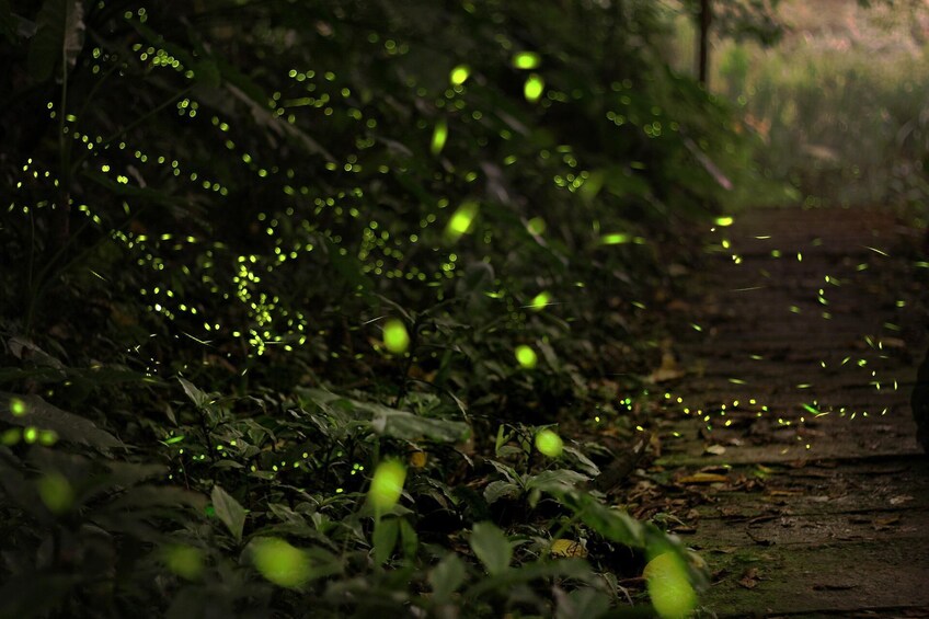 Fireflies Sanctuary Tour in Tlaxcala 