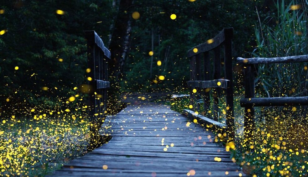 Tour to the Fireflies Sanctuary  in Tlaxcala