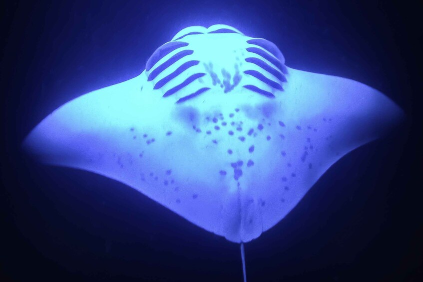 Picture 4 for Activity Kailua Kona: Night Manta Ray Adventure on the Big Island