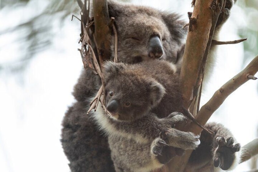 See Koalas in the Wild