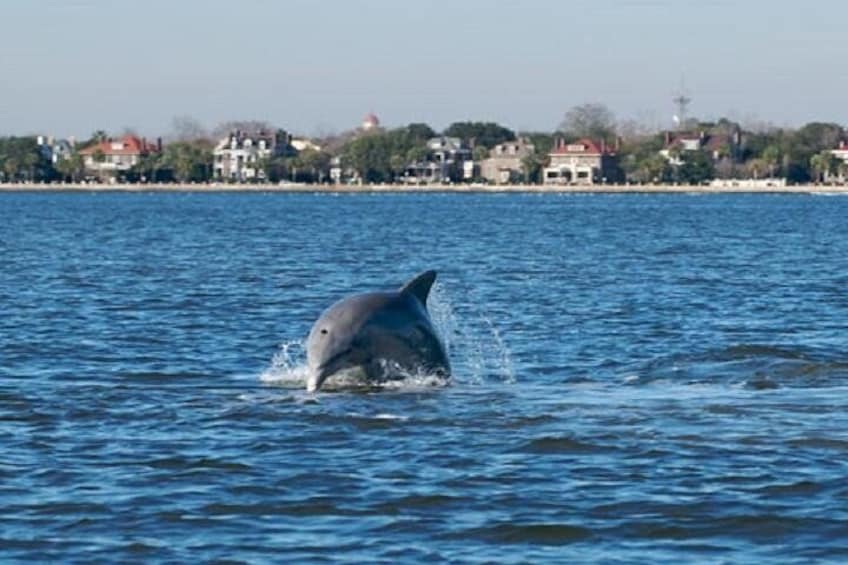 Schooner Pride Dolphin Tour