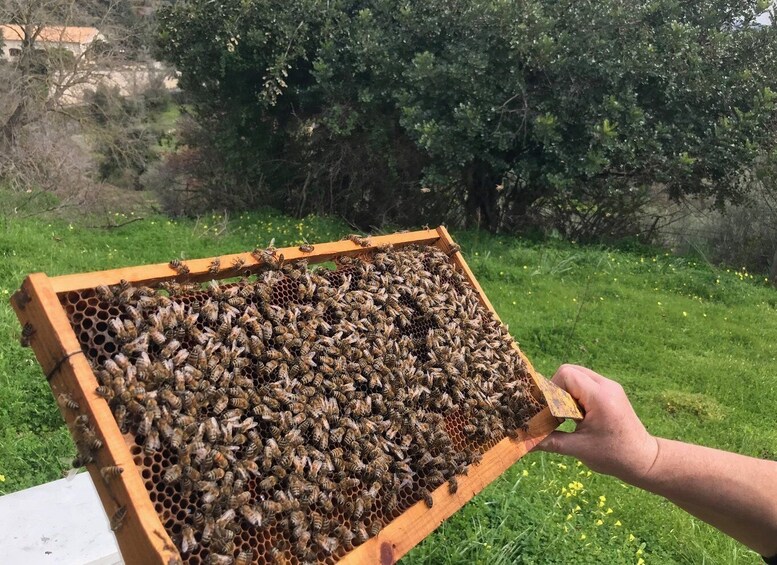 Picture 6 for Activity From Rethymno: The Cretan Way of Life in the mountains