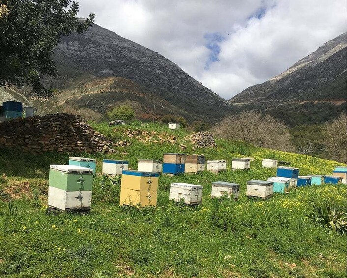 Picture 7 for Activity From Rethymno: The Cretan Way of Life in the mountains