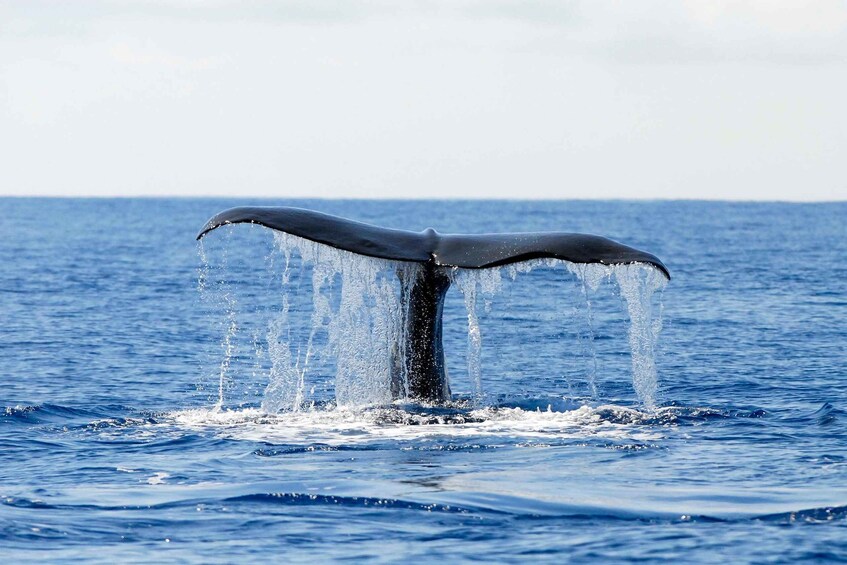 Picture 6 for Activity Pico Island: Azores Whale & Dolphin Watching on Zodiac Boat