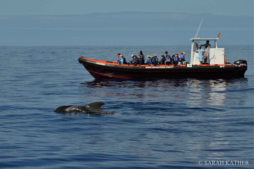 Picture 7 for Activity Pico Island: Azores Whale & Dolphin Watching on Zodiac Boat