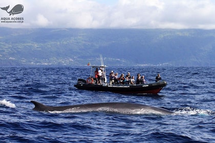 Pico Island: Hval- og delfinsafari på Azorene med Zodiac-båt