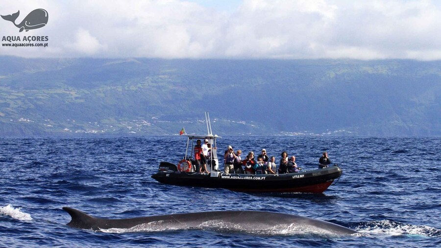 Pico Island: Azores Whale & Dolphin Watching on Zodiac Boat