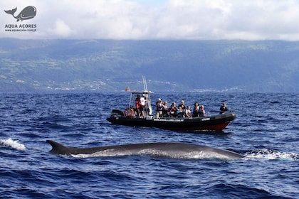 Pico Island: Azores Whale & Dolphin Watching on Zodiac Boat
