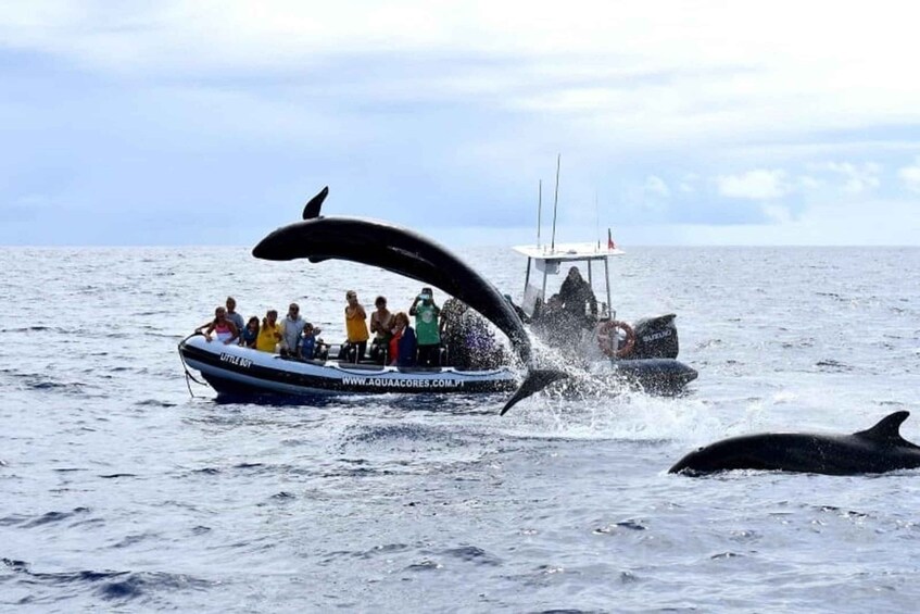 Picture 4 for Activity Pico Island: Azores Whale & Dolphin Watching on Zodiac Boat