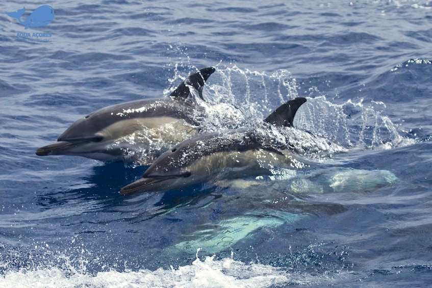 Picture 2 for Activity Pico Island: Azores Whale and Dolphin Watching Boat Tour
