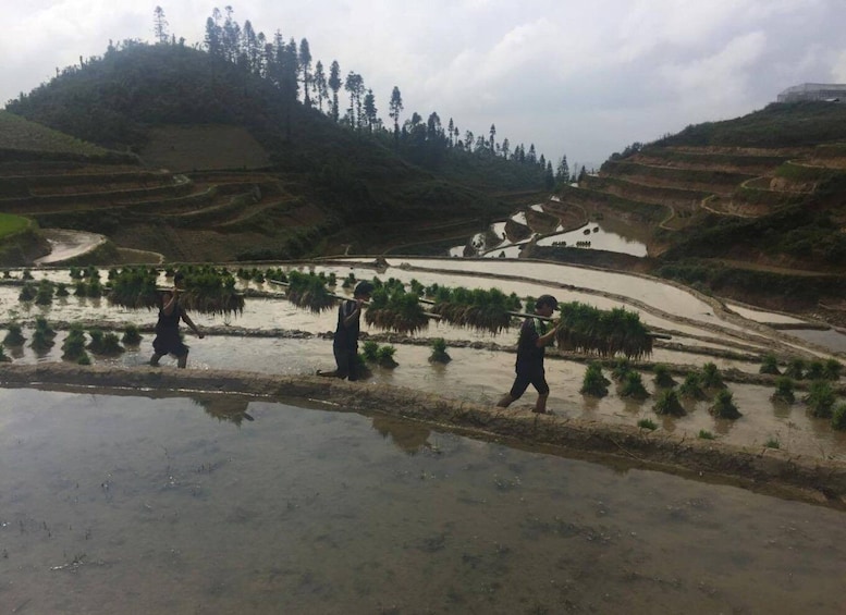Picture 8 for Activity From Sa Pa: 5-Hour Muong Hoa Valley Trek and Ethnic Tribes