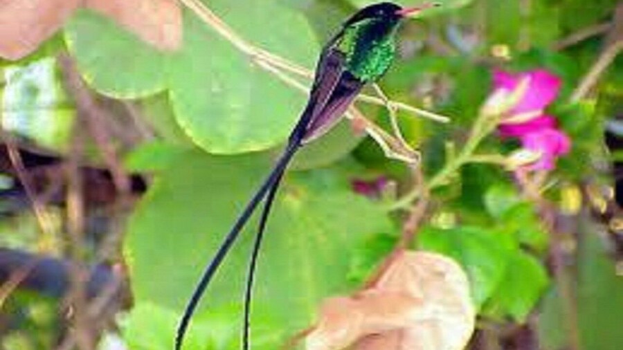 Montego Bay: Private Rocklands Bird Sanctuary Trip