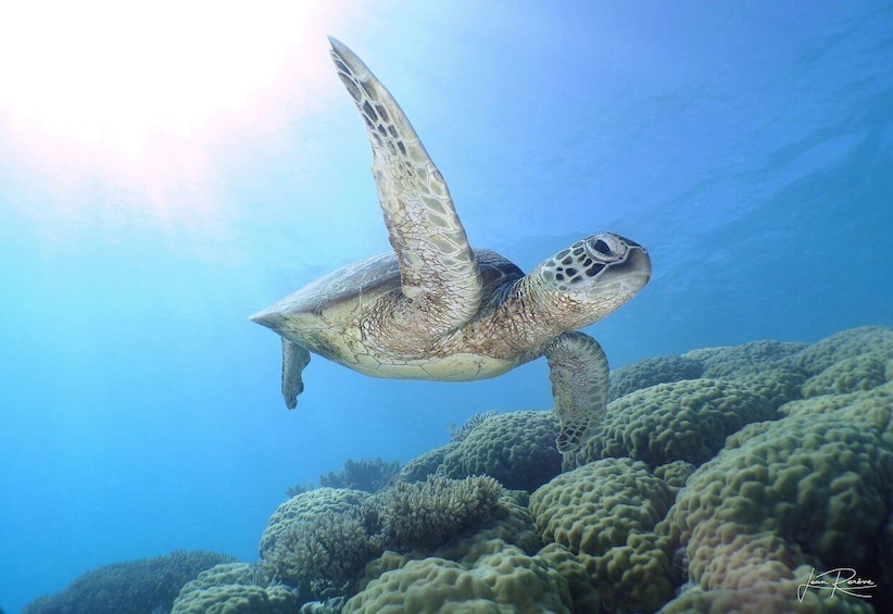 Picture 4 for Activity Noumea cruise ship terminal : Signal Island Swim with turtle