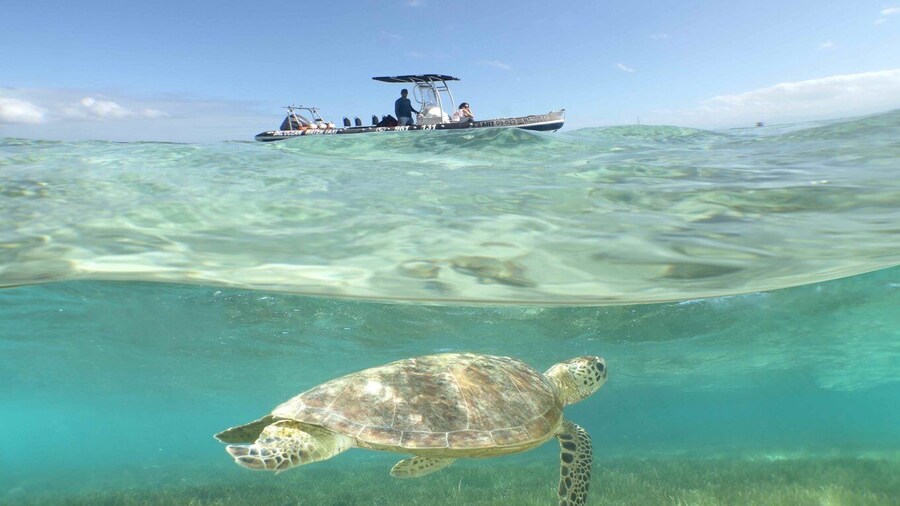 Noumea cruise ship terminal : Signal Island Swim with turtle