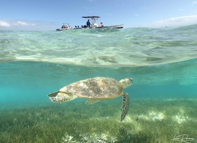 Noumea cruise ship terminal : Signal Island Swim with turtle