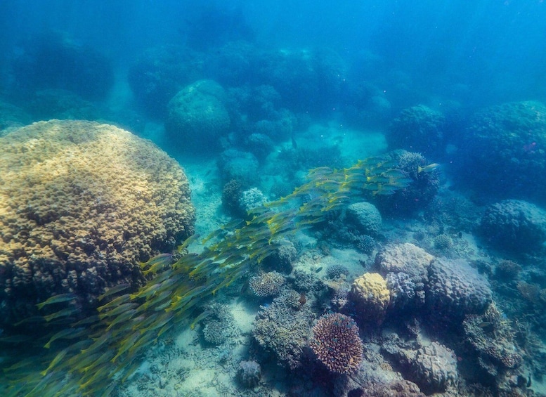 Picture 3 for Activity Noumea cruise ship terminal : Signal Island Swim with turtle