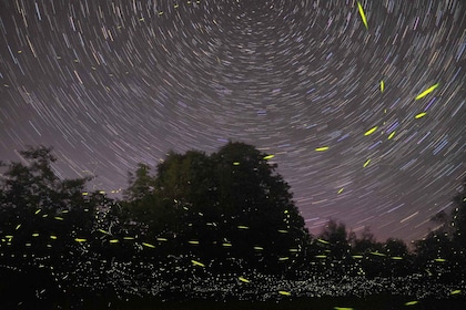 Puerto Princesa: Firefly Watching Bay Cruise with Dinner