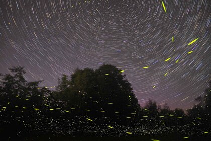 Puerto Princesa: Firefly Watching Bay Cruise mit Abendessen