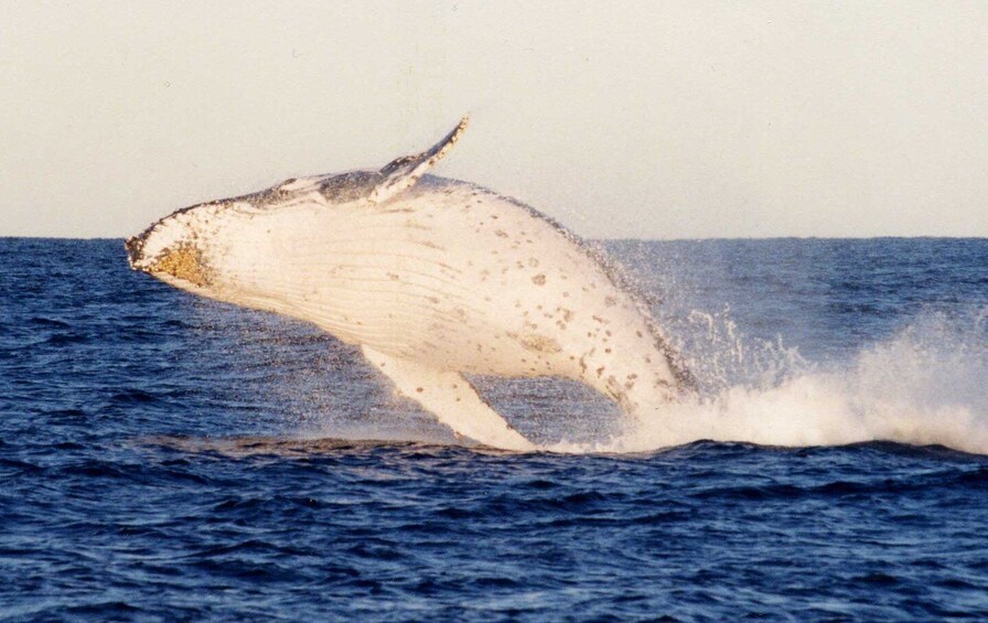 Port Stephens Small Group Whales & Dunes Combo