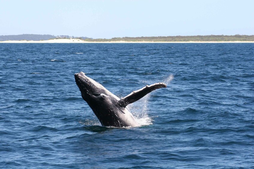 Picture 1 for Activity Port Stephens Small Group Whales & Dunes Combo