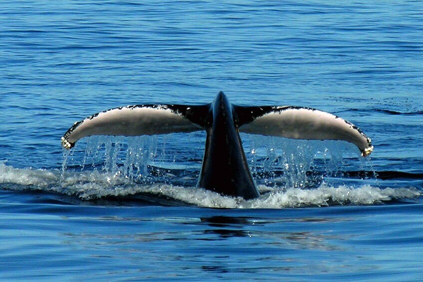 Picture 2 for Activity Port Stephens Small Group Whales & Dunes Combo