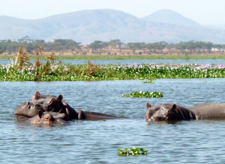 Picture 6 for Activity From Nairobi: Day Tour of Hell`s Gate National park
