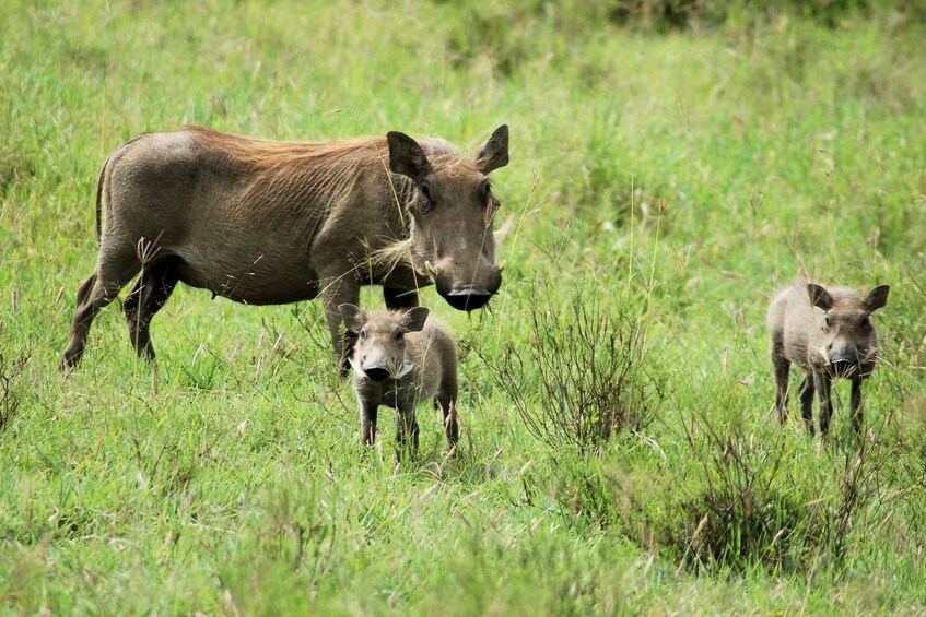 Picture 5 for Activity From Nairobi: Day Tour of Hell`s Gate National park