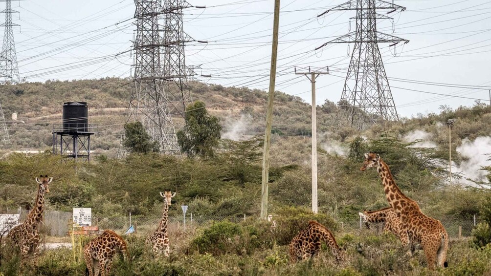 Picture 7 for Activity From Nairobi: Day Tour of Hell`s Gate National park