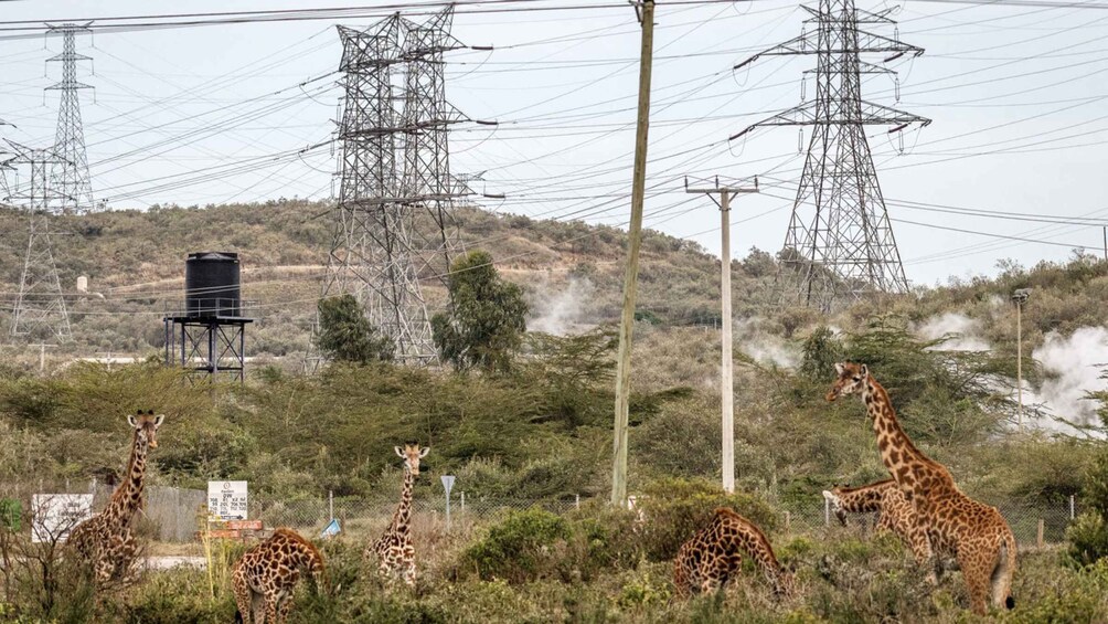 Picture 7 for Activity From Nairobi: Day Tour of Hell`s Gate National park