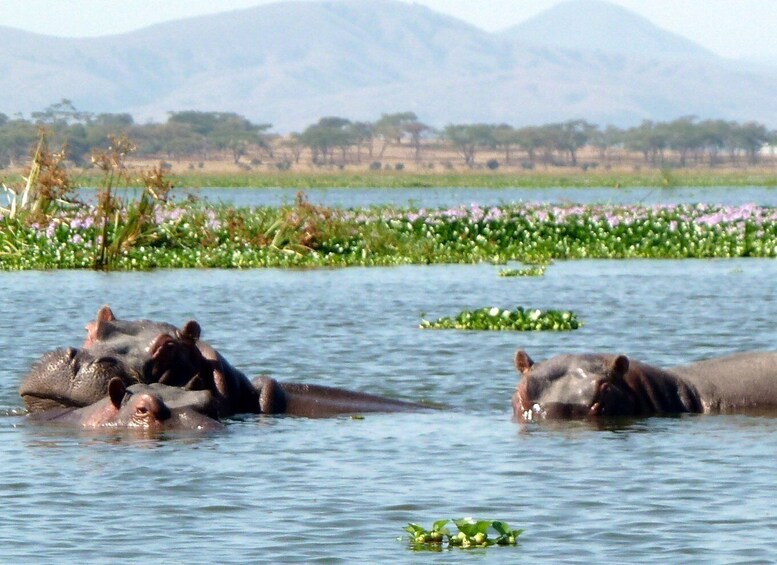 Picture 6 for Activity From Nairobi: Day Tour of Hell`s Gate National park