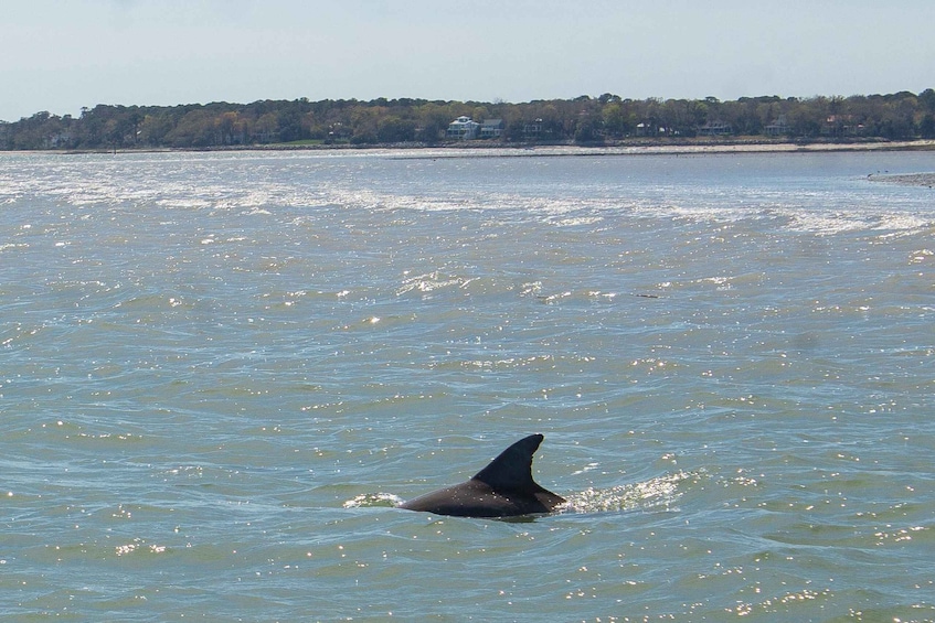 Picture 1 for Activity Hilton Head Island: Dolphin Cruise & Nature Tour