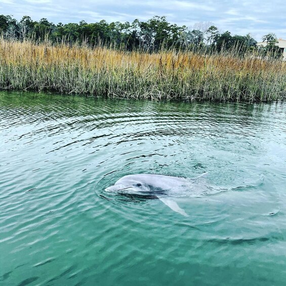 Picture 2 for Activity Hilton Head Island: Dolphin Cruise & Nature Tour