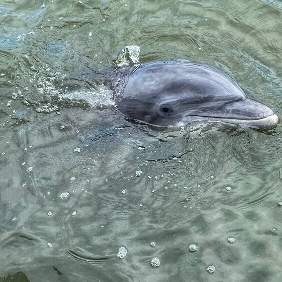 Picture 4 for Activity Hilton Head Island: Dolphin Cruise & Nature Tour