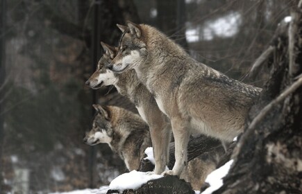 Innsbruck: Kombinationsbillet til Alpenzoo & Top of Innsbruck