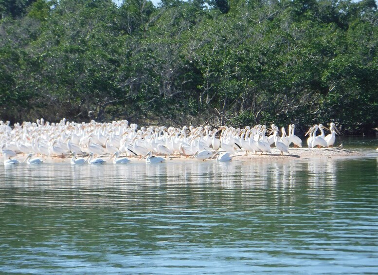 Picture 8 for Activity Marco Island: 1Ten Thousand Islands Dolphin & Shelling Tour