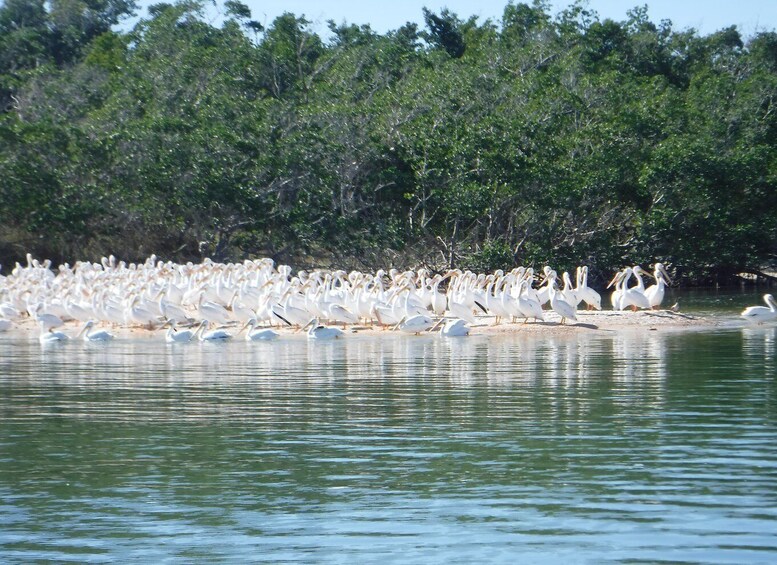 Picture 8 for Activity Marco Island: 1Ten Thousand Islands Dolphin & Shelling Tour